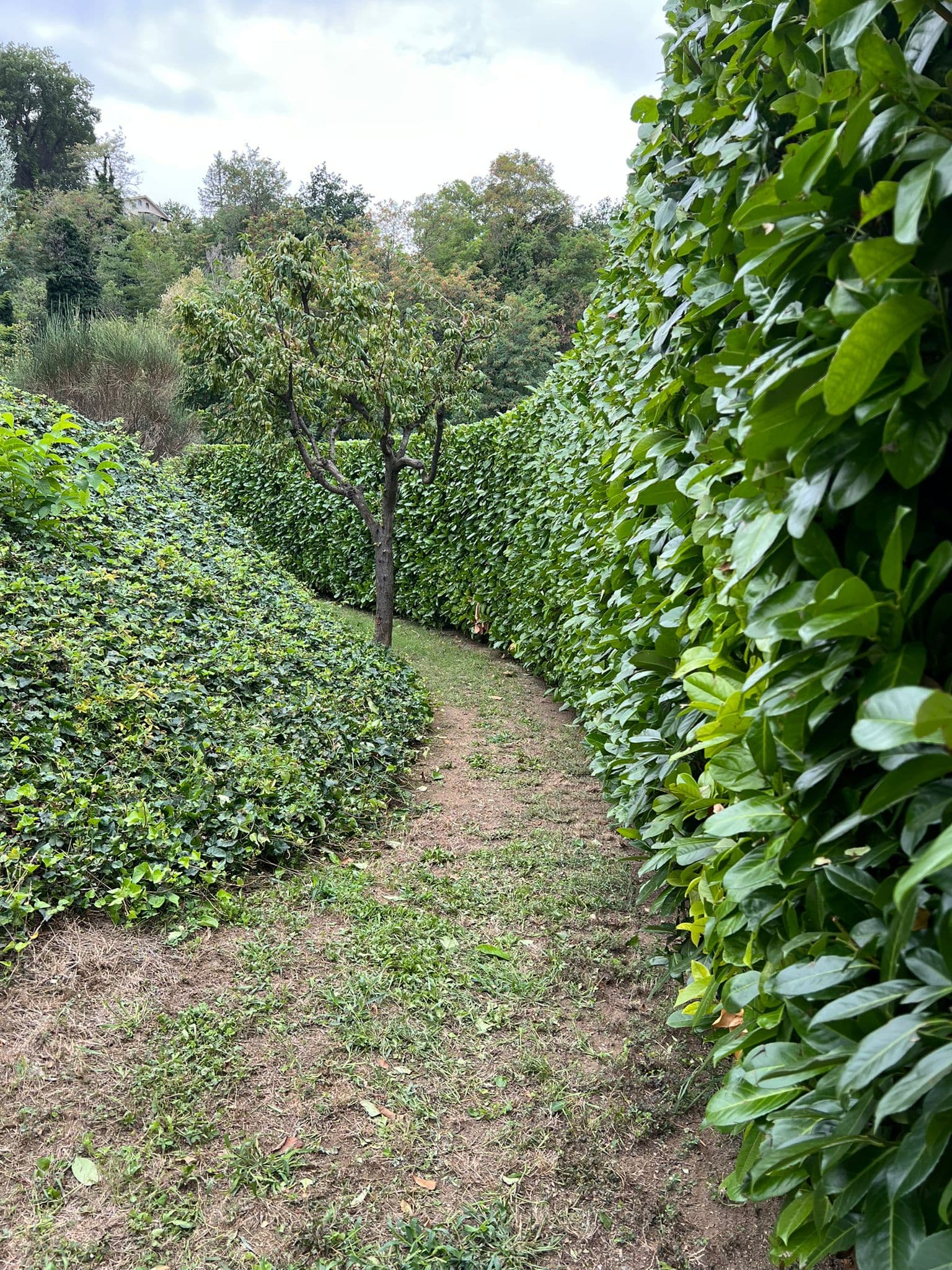 Lavoro professionale di giardinaggio 10