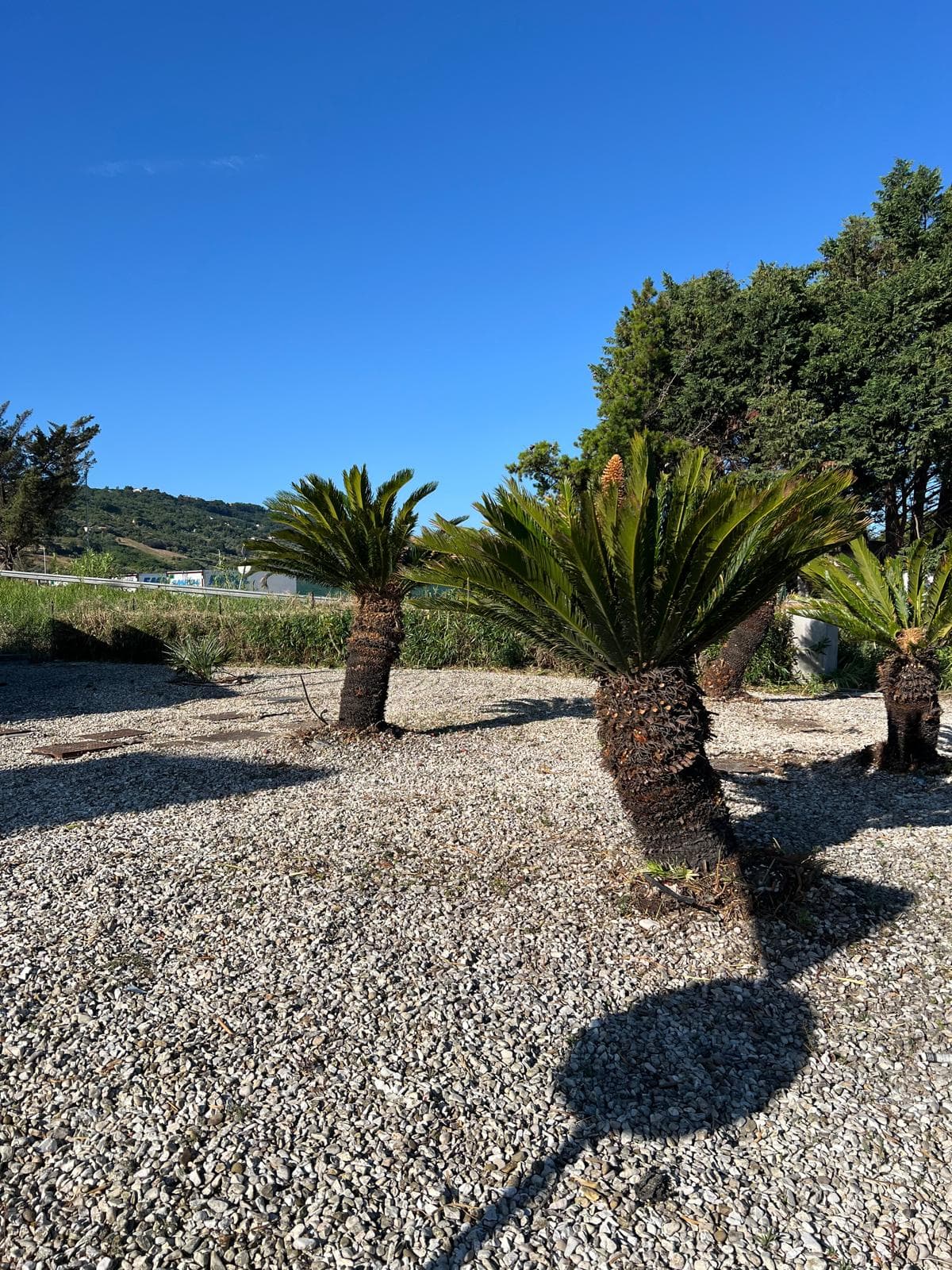 Lavoro professionale di giardinaggio 11